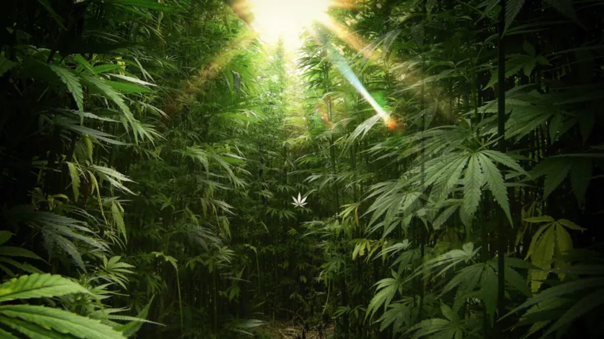 In The Trees Dispensary